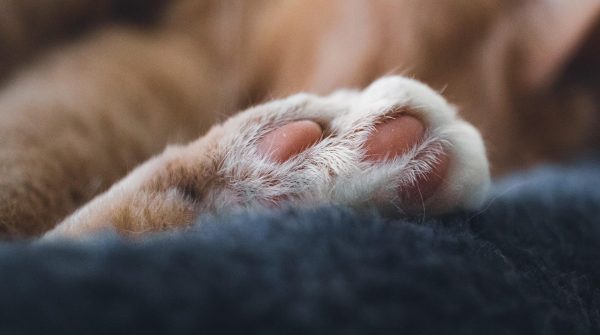 cat-paw